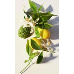 Bvlgari Eau Parfumeé Thé Vert Kopen
