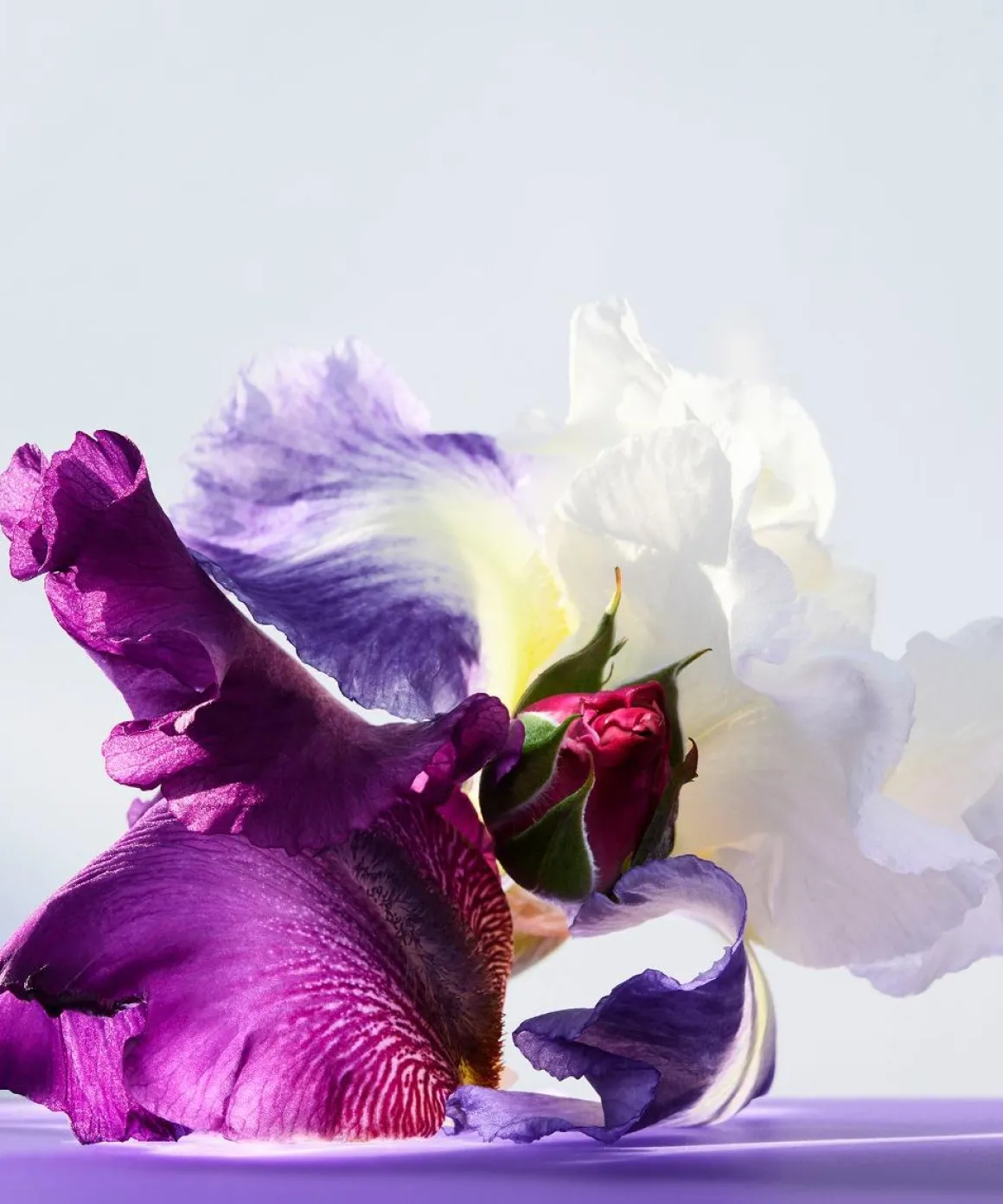 Bvlgari Omnia Amethyste Eau De Toilette