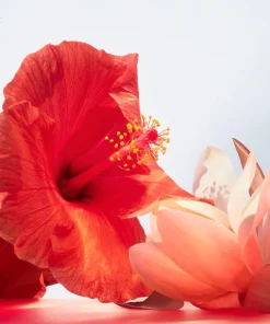 Bvlgari Omnia Coral Eau De Toilette Kopen