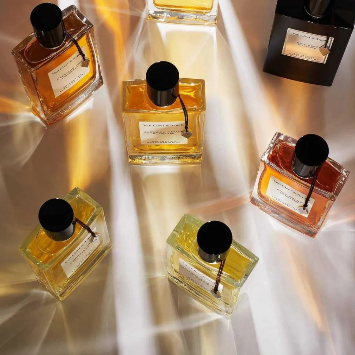 Collection Extraordinaire Orchidee Vanille