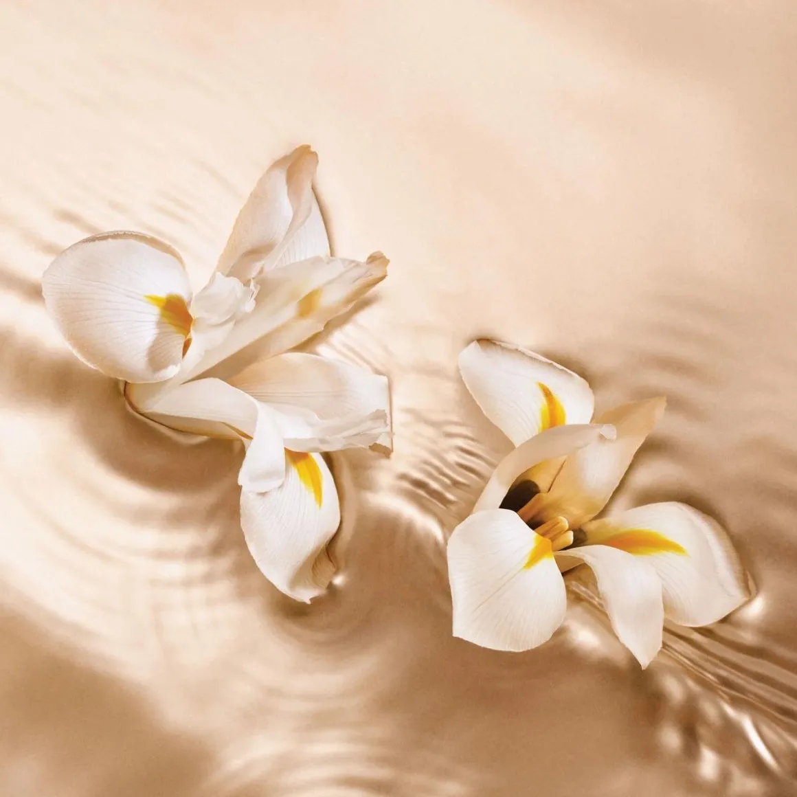 Jimmy Choo Iris Crush Eau De Parfum Kopen